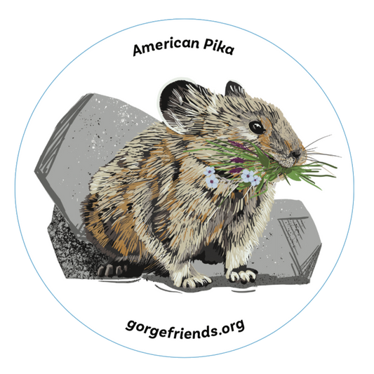 American Pika Sticker