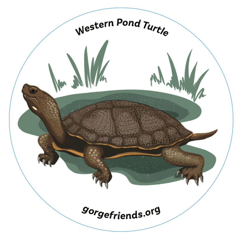 Western Pond Turtle Sticker