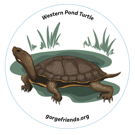 Western Pond Turtle Sticker